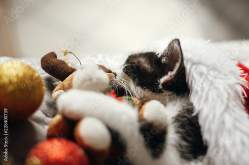 Cute kitty sleeping in santa hat on bed with gold and red christmas baubles in festive room. Merry Christmas concept. Adorable kitten napping with reindeer. Season's greetings. Space text © sonyachny