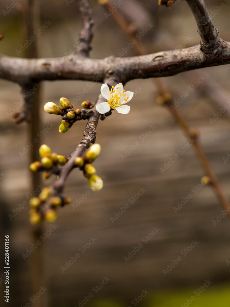 Beautiful buds of wild blackthorn on blurred background Beautiful buds of wild blackthorn on blurred background