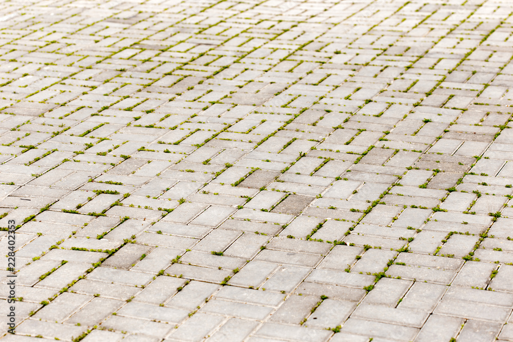Fototapeta premium pavement tiles in cracks growing green grass