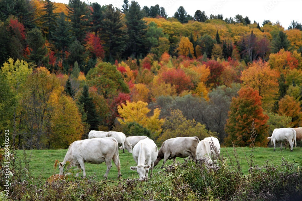 Grazing white cows on hilltop with colorful fall trees in background Grazing white cows on hilltop with colorful fall trees in background