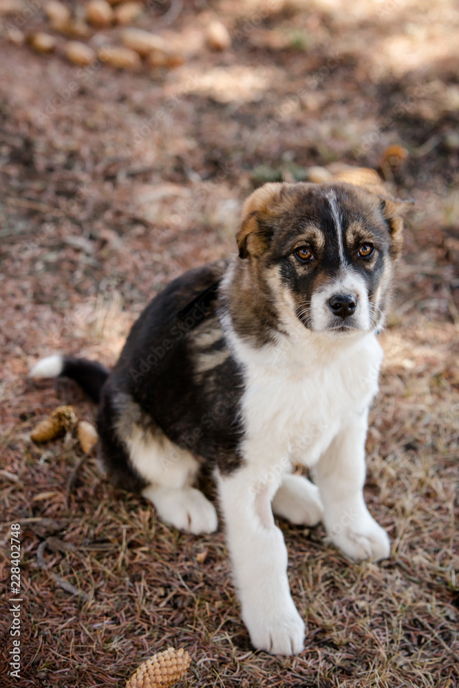 Puppy sitting nicely