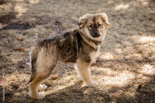 Puppy portrait