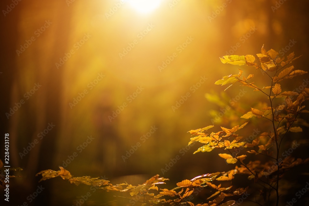Fall Foliage Background Stock Photo | Adobe Stock