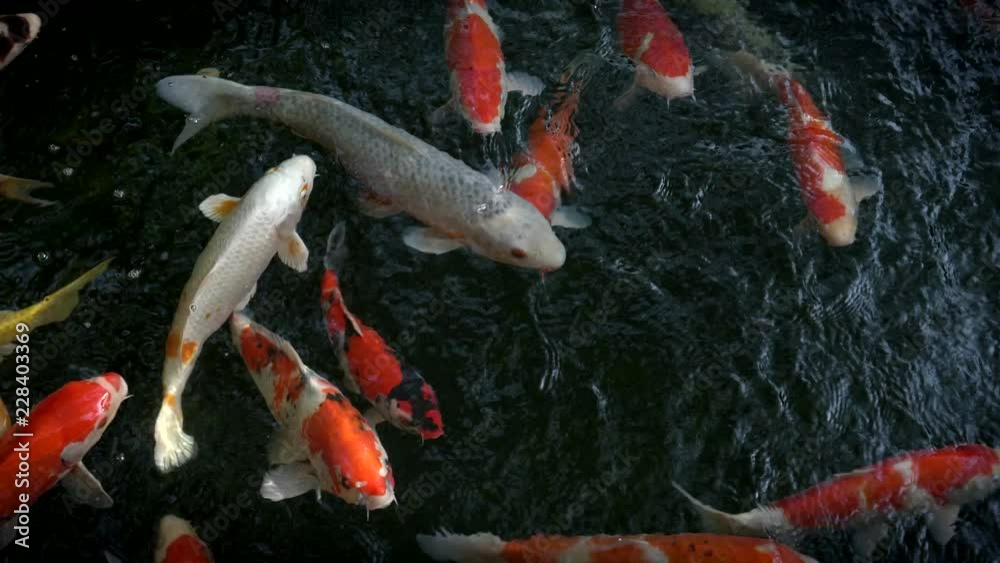 close up of koi fish swimming in a pond at sensoji temple in tokyo