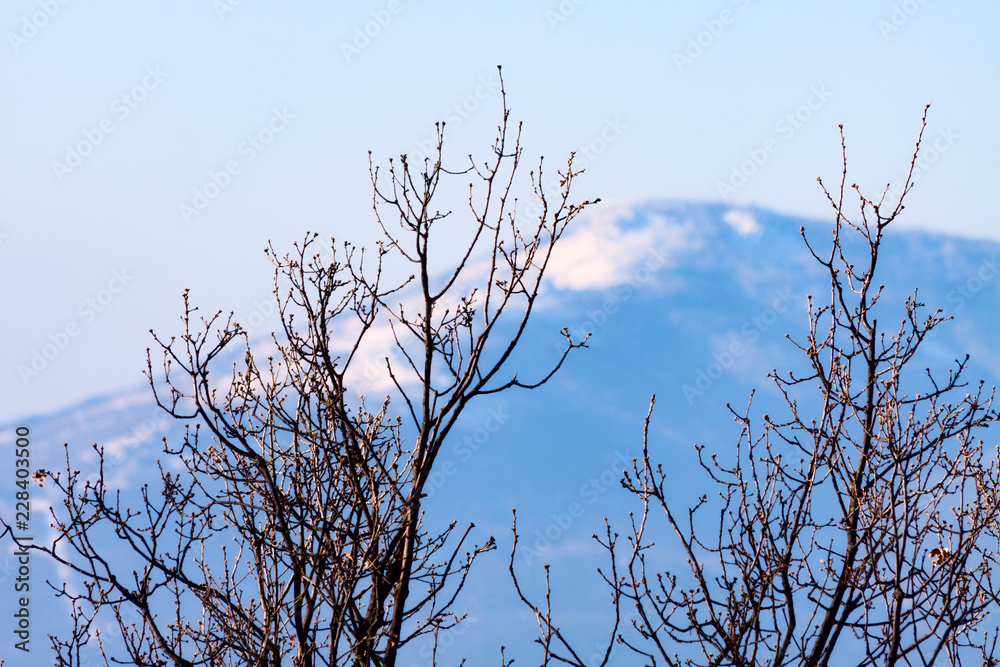 Obraz premium ÁRBOL Y MONTAÑA AL FONDO NEVADA