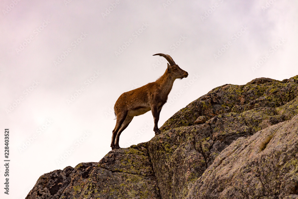 Naklejka premium MACHO MONTÉS ENCIMA DE ROCAS EN GREDOS