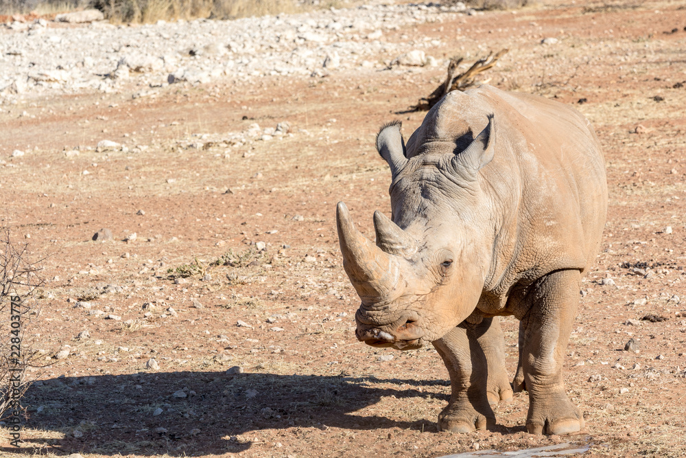Obraz premium Rhinocéros Blanc