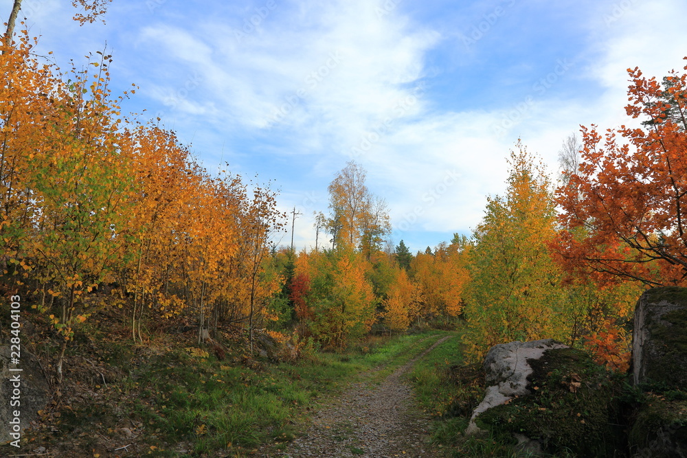 Gorgeous view on road in autumn forest.  Beautiful nature backgrounds.