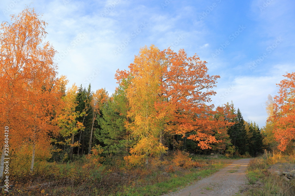 Fototapeta premium Gorgeous view on road in forest. Autumn landscape. Beautiful nature backgrounds.