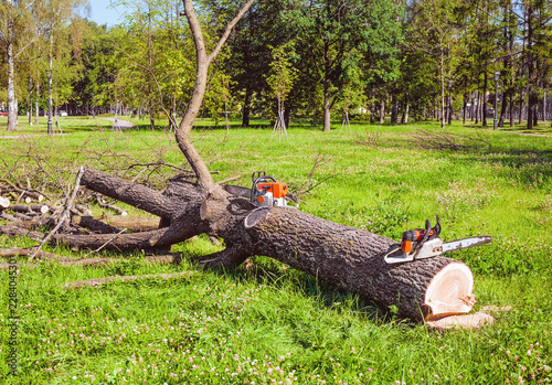 Freshly sawn tree in the park and two chainsaws near photo