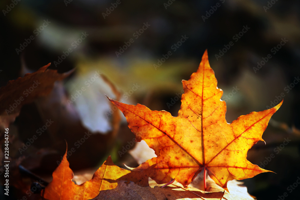 Autumn season forest leafs 