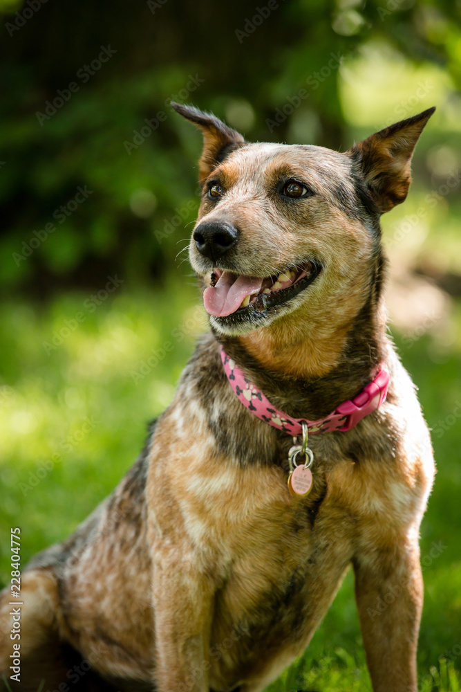 Fototapeta premium Dog relaxing in park