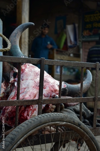 bull head in a car in the streets of Rangamati, Bangladesh