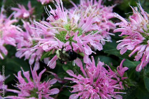 Pink flowers in garden