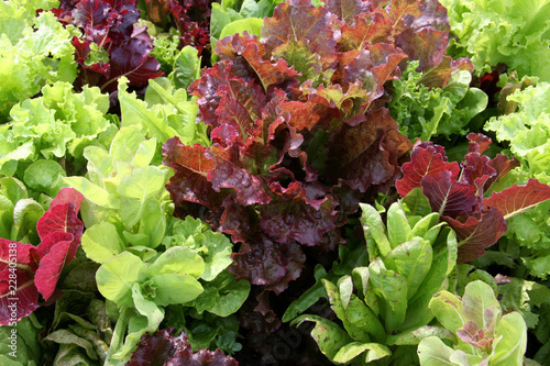 lettuce in the garden