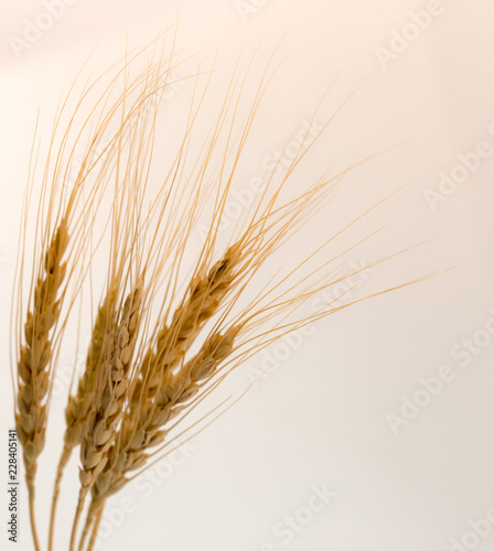 wheat on a white background