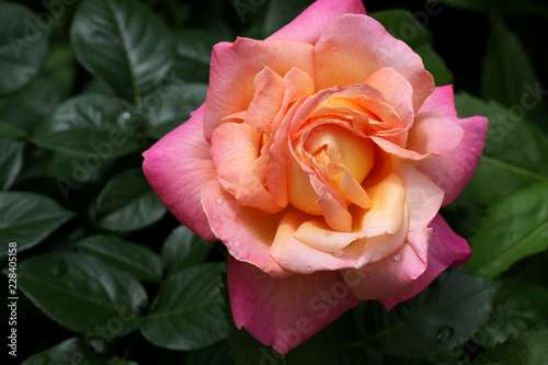 pink rose on green background