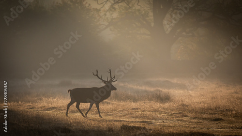 Red Deer In Sunrise Mist