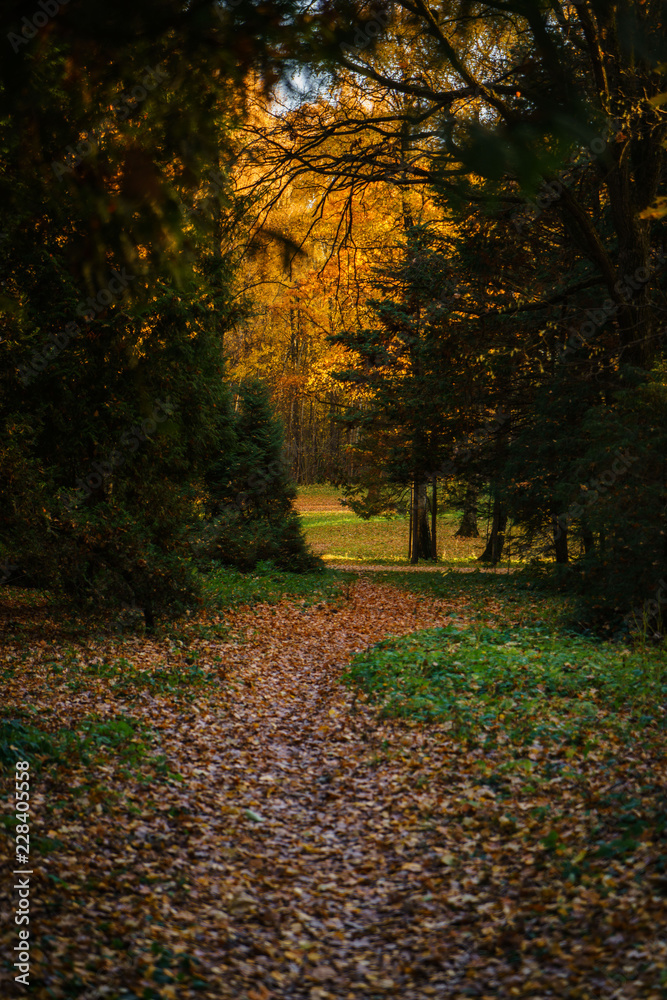 Fototapeta premium Fall in the Park