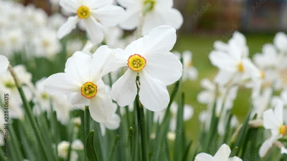 Daffodils bloomed in spring in the garden. Daffodils bloomed in spring in the garden.