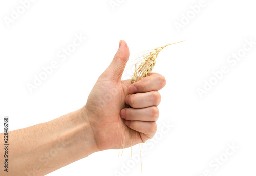holding wheat