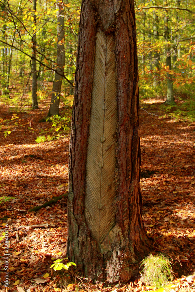 An old method of softwoods in central europe. Cut pine bark and a cup to collect resin. Season of the autumn. An old method of softwoods in central europe. Cut pine bark and a cup to collect resin. Season of the autumn.