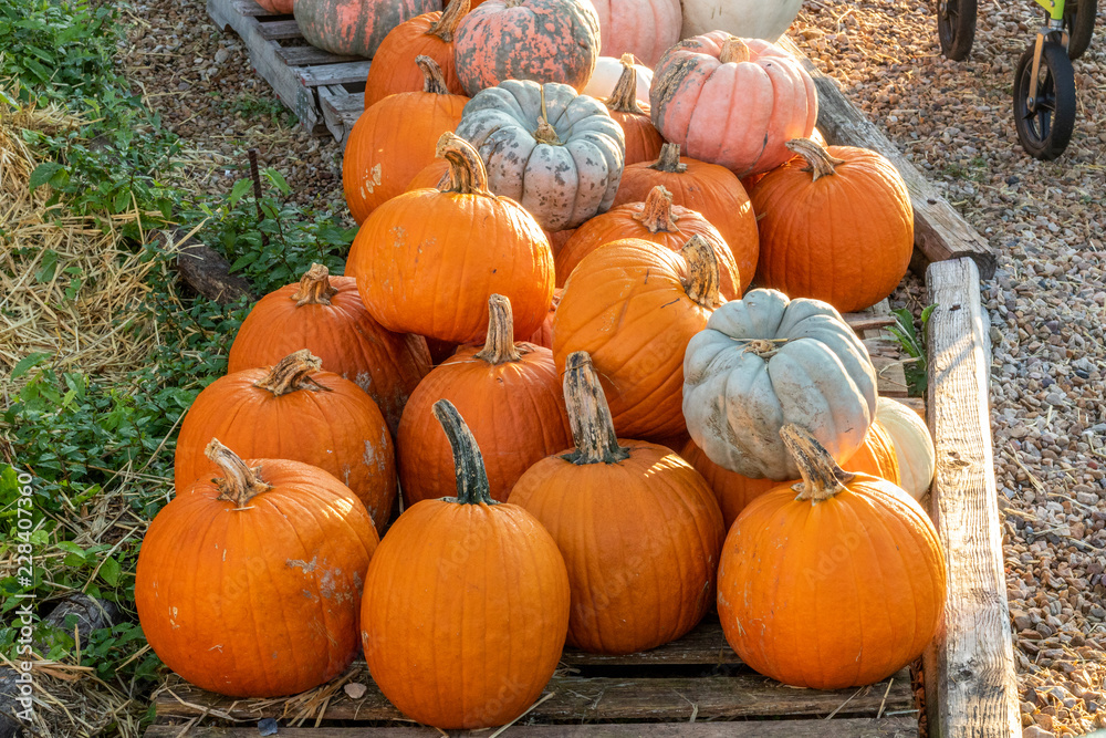 Obraz premium pumpkins in a row 