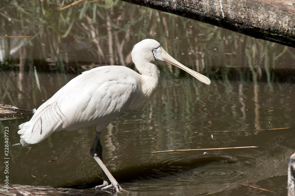 Fototapeta premium yellow spoonbill