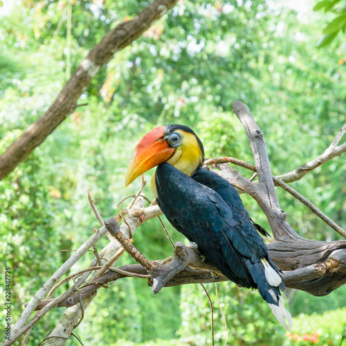 Wrinkled Hornbill, Sunda Wrinkled Hornbill or Aceros Corrugatus. It is a large bird with black feathers and the neck is bright yellow, red casque on top of its bill are perch on tree in Thailand photo
