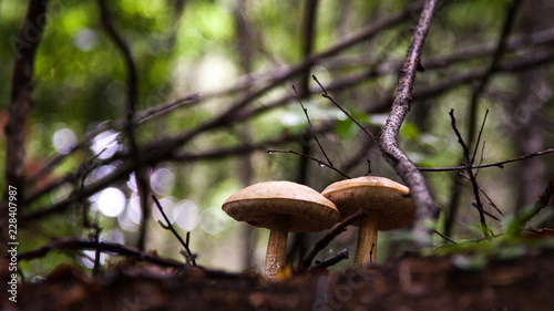 Two beautiful brownish mushrooms in the middle of the forest in Serbiaan village in Europe