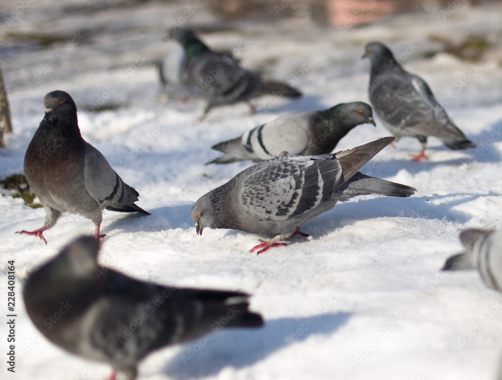 Fototapeta premium Pigeons in snow