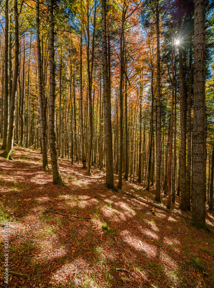 Fototapeta premium Casentinesi forest, fall colors