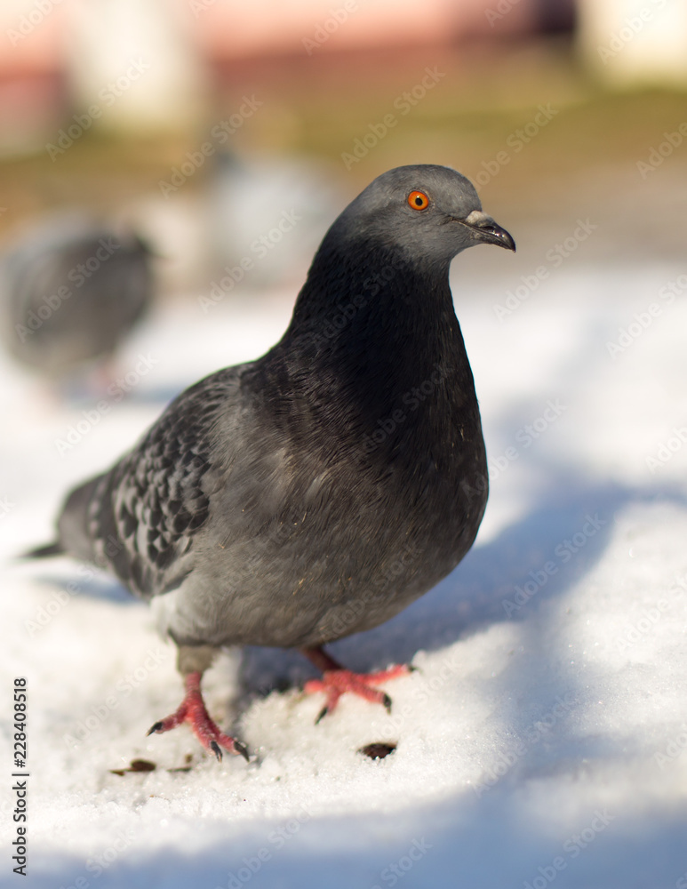 Obraz premium white, snow, blue, winter, nature, dark, blue-gray, cold, bird, gray, beautiful, portrait, season, street