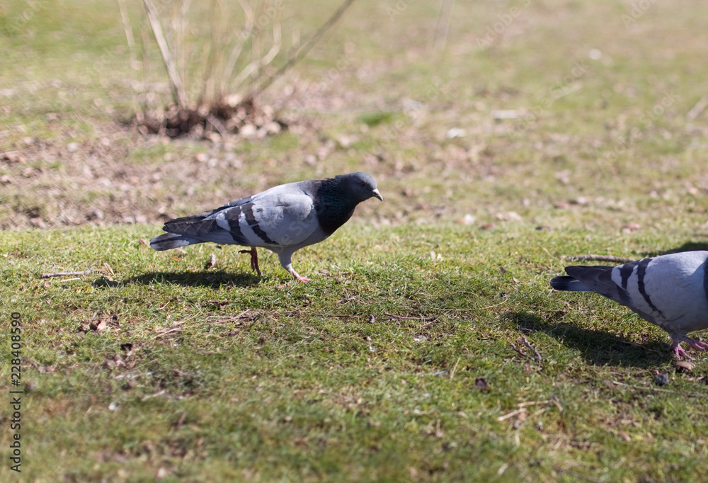 Obraz premium pigeons looking for food