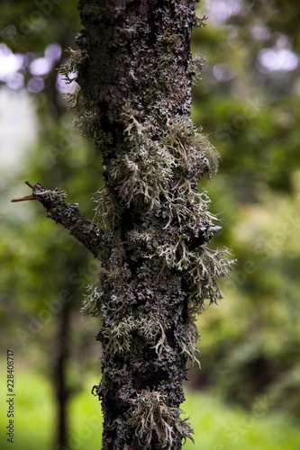 Old tree trunk with moss covered in the summer © vladakela