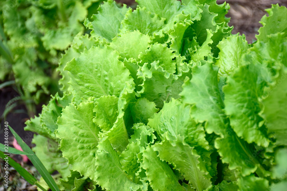 Green lettuce leaves in the home garden Green lettuce leaves in the home garden