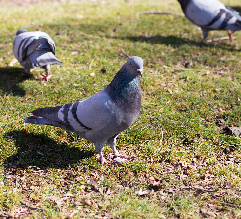 Fototapeta premium pigeons looking for food