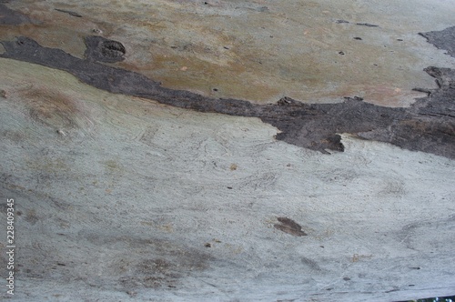 old vintage tree wood texture