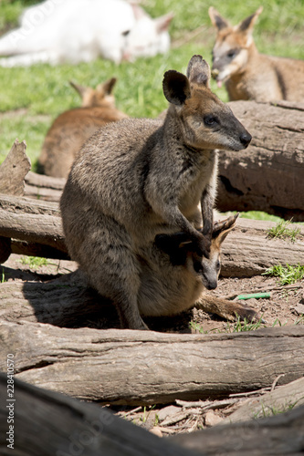 swamp wallaby and joey