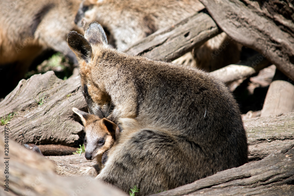 Naklejka premium swamp wallaby and joey