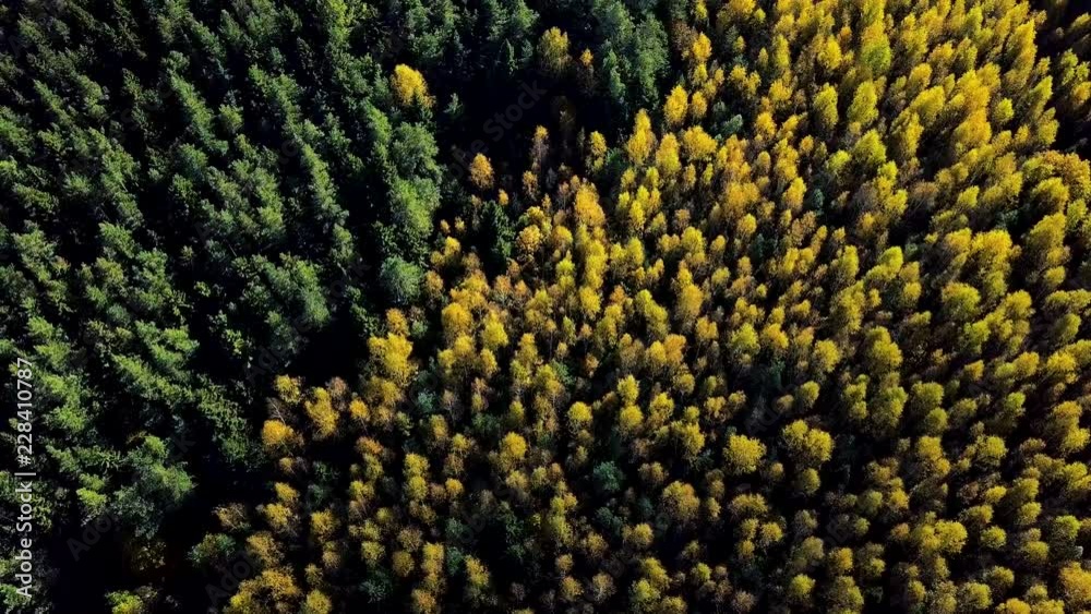 Colourful colours in forest form above, captured with a drone. Yellow line of trees among green pines. Geometric shapes of autumn. Colourful colours in forest form above, captured with a drone. Yellow line of trees among green pines. Geometric shapes of autumn.