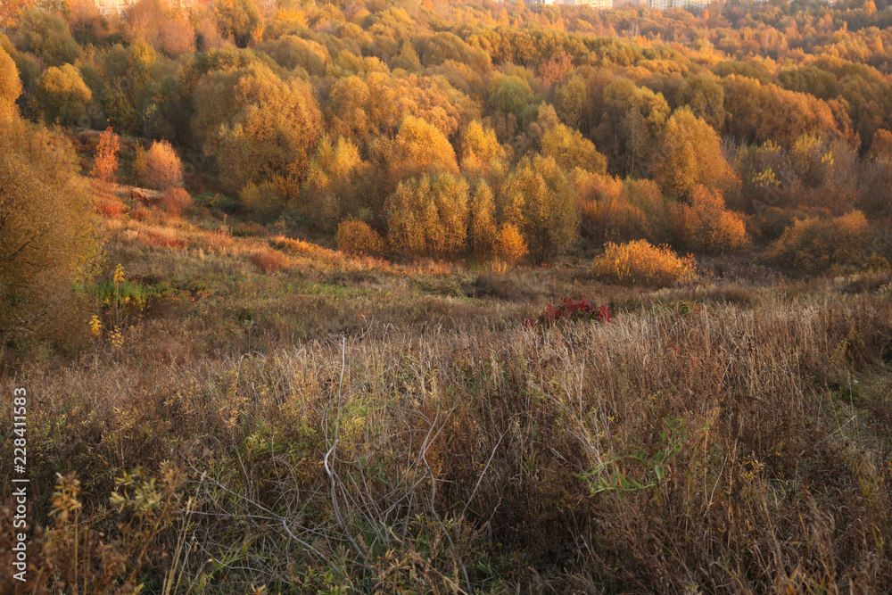 Fototapeta premium Landscape of autumn forest and field in real colors