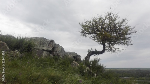 tree on the hill © Денис Мамаев