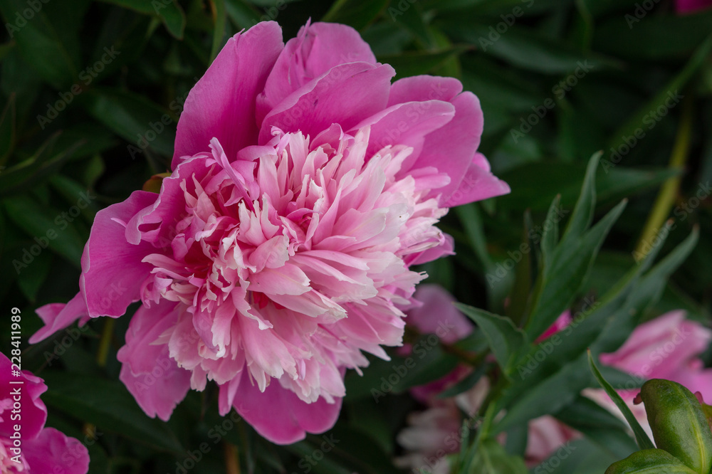 Fototapeta premium Pink paeonia