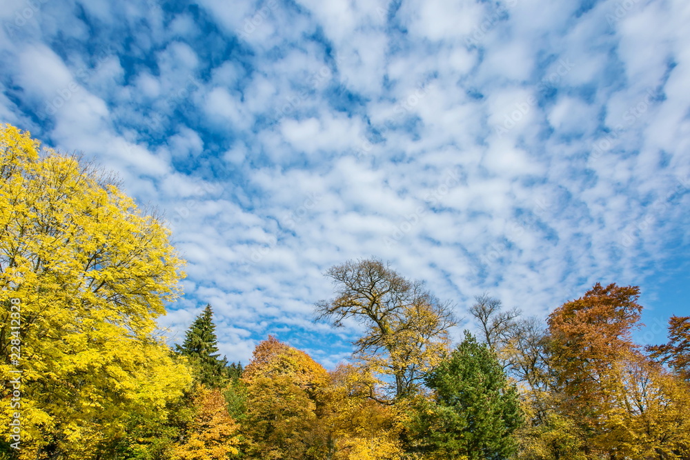 Bright sunny autumn day in a park, colorful yellow and orange leaves, green spruce and pine trees, view up into the blue sky with white cumulus clouds, copy space Bright sunny autumn day in a park, colorful yellow and orange leaves, green spruce and pine trees, view up into the blue sky with white cumulus clouds, copy space