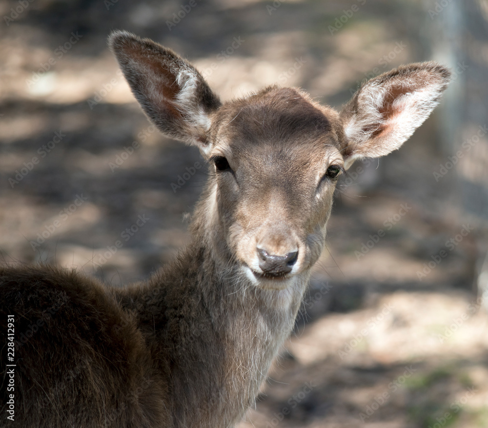 deer deer