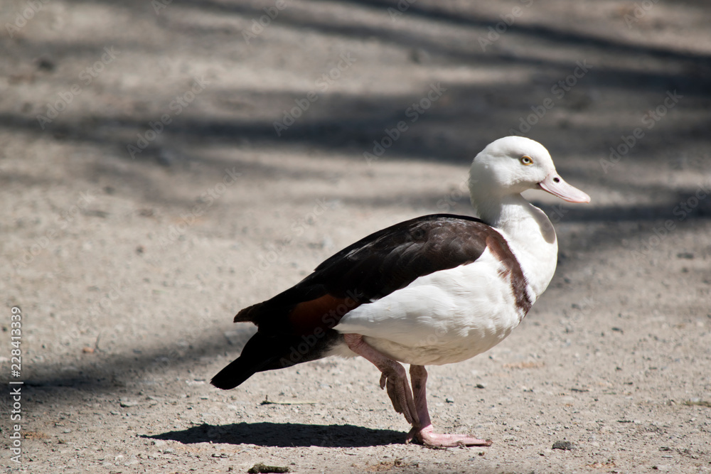 radjah duck radjah duck