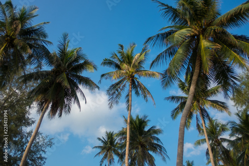 Palm tree and blue, Koh Phangan, Thailand © Phimrost