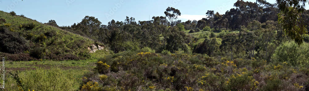 landscape of native vegetation