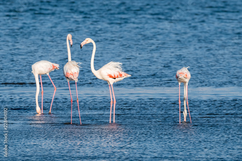 Flamingos at Ria de Aveiro delta